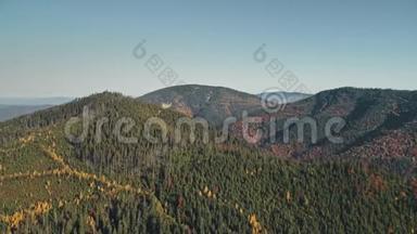 青松林覆盖的风景如画的山顶